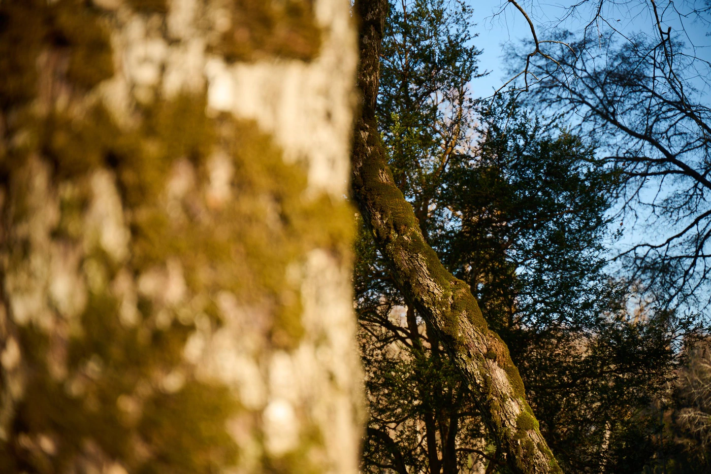 EL 2025 REFORESTAMOS MÁS DE 1.400 ÁRBOLES NATIVOS PLANTADOS